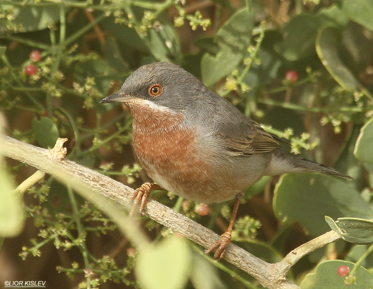 Subalpine Warbler  Sylvia cantillans Holand park,Eilat,15-03-12 .Lior Kislev